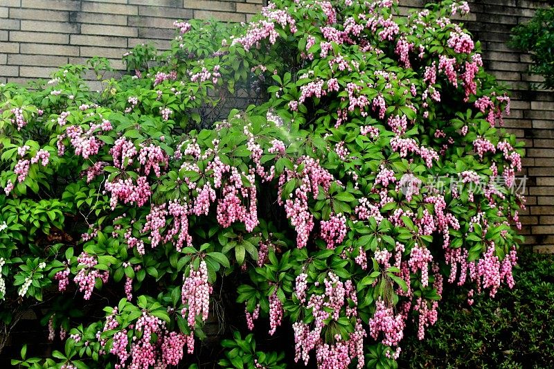 日本Pieris japonica /日本andromeda